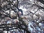 As árbores: magnolias